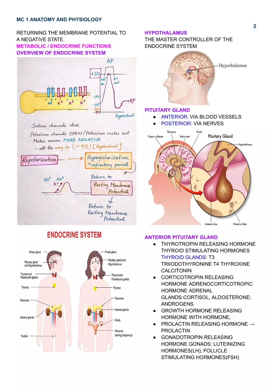 MC 1 Endocrine System - Page 2