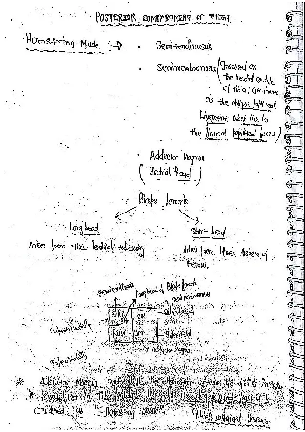 Posterior Compartment of Thigh - Page 1