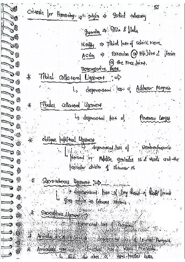 Posterior Compartment of Thigh - Page 2