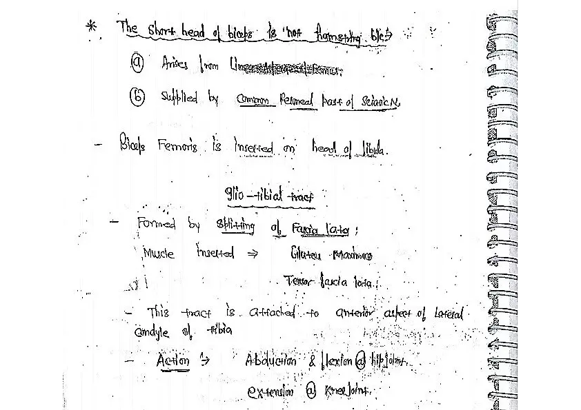 Posterior Compartment of Thigh - Page 3