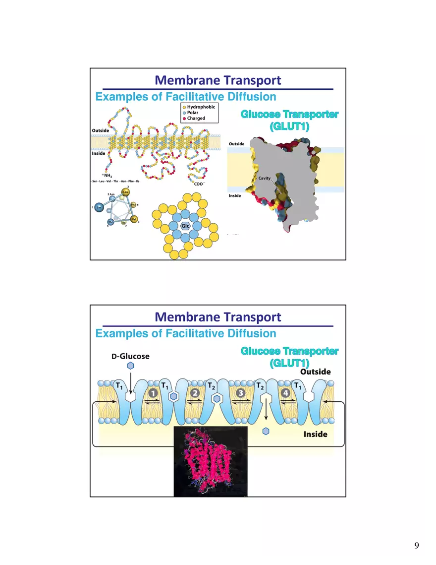 Biological Membrane Transport - Crossing the Berlin Wall of the Cell - Page 12