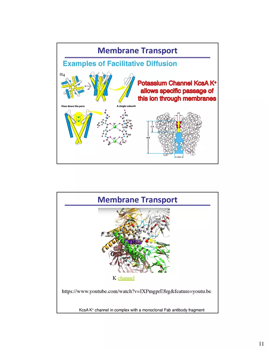 Biological Membrane Transport - Crossing the Berlin Wall of the Cell - Page 3