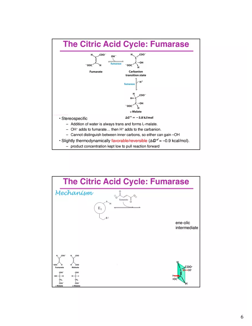 The Citric Acid Cycle Succinyl-CoA Synthetase - Page 7