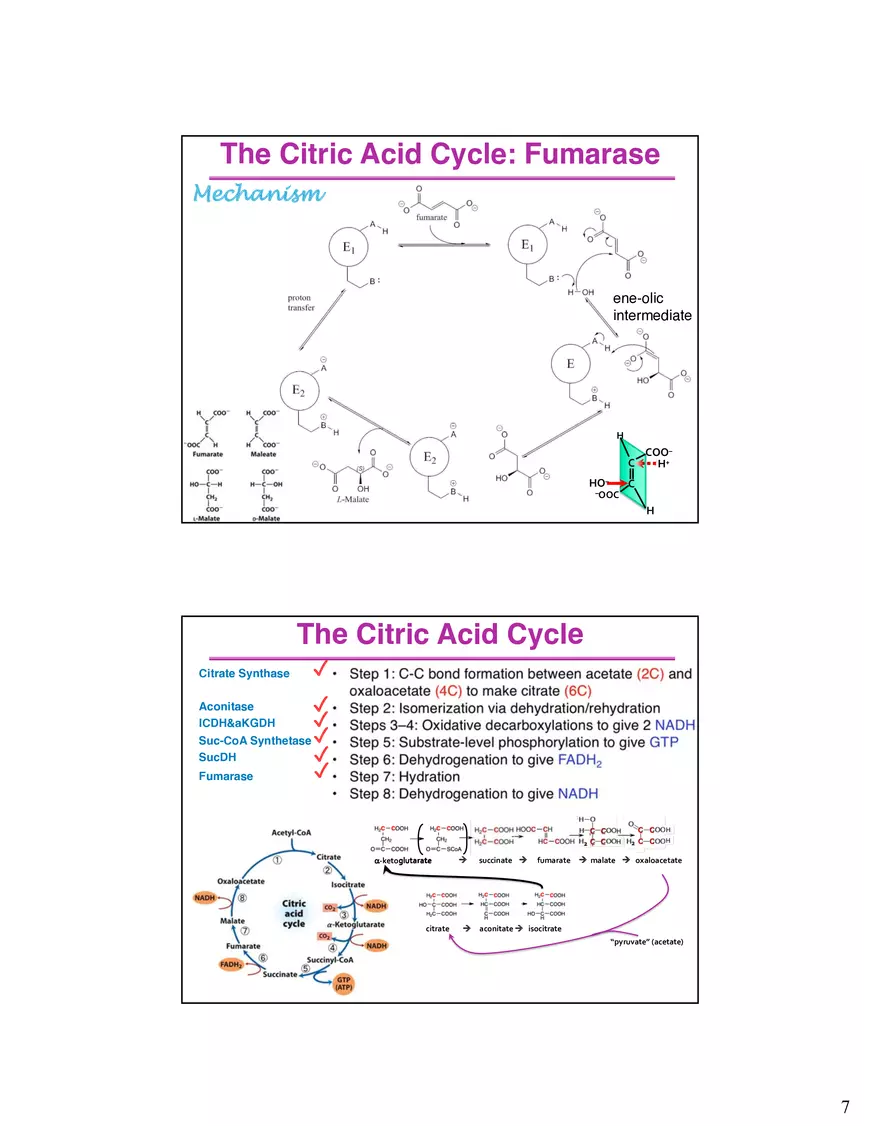 The Citric Acid Cycle Succinyl-CoA Synthetase - Page 8