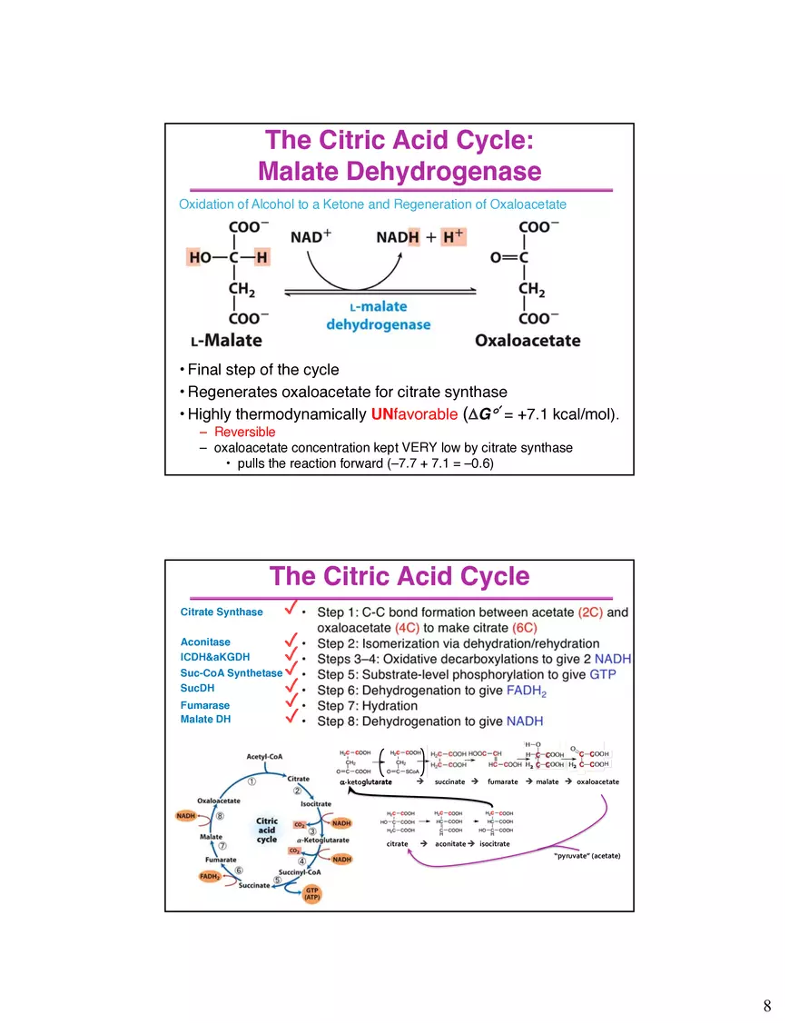 The Citric Acid Cycle Succinyl-CoA Synthetase - Page 9