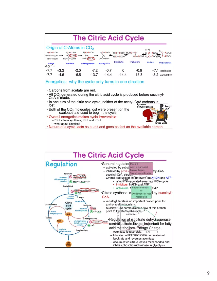 The Citric Acid Cycle Succinyl-CoA Synthetase - Page 10