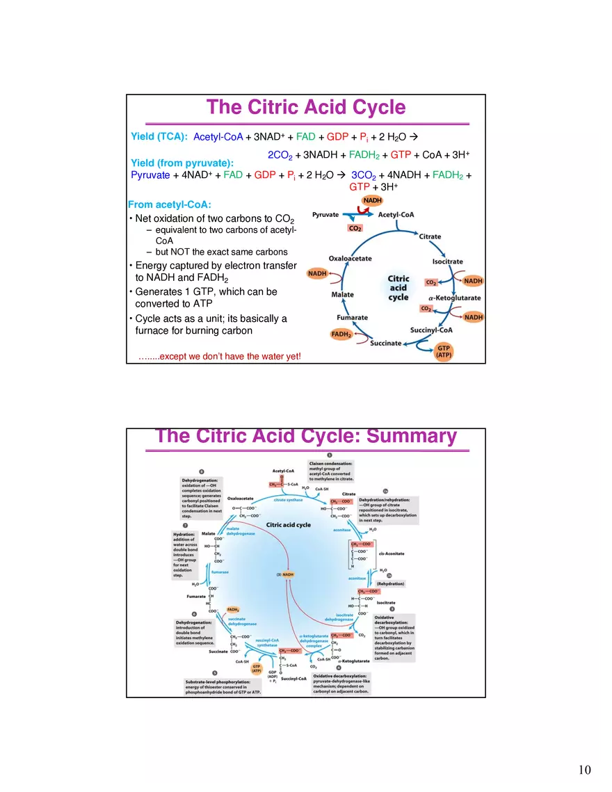 The Citric Acid Cycle Succinyl-CoA Synthetase - Page 11
