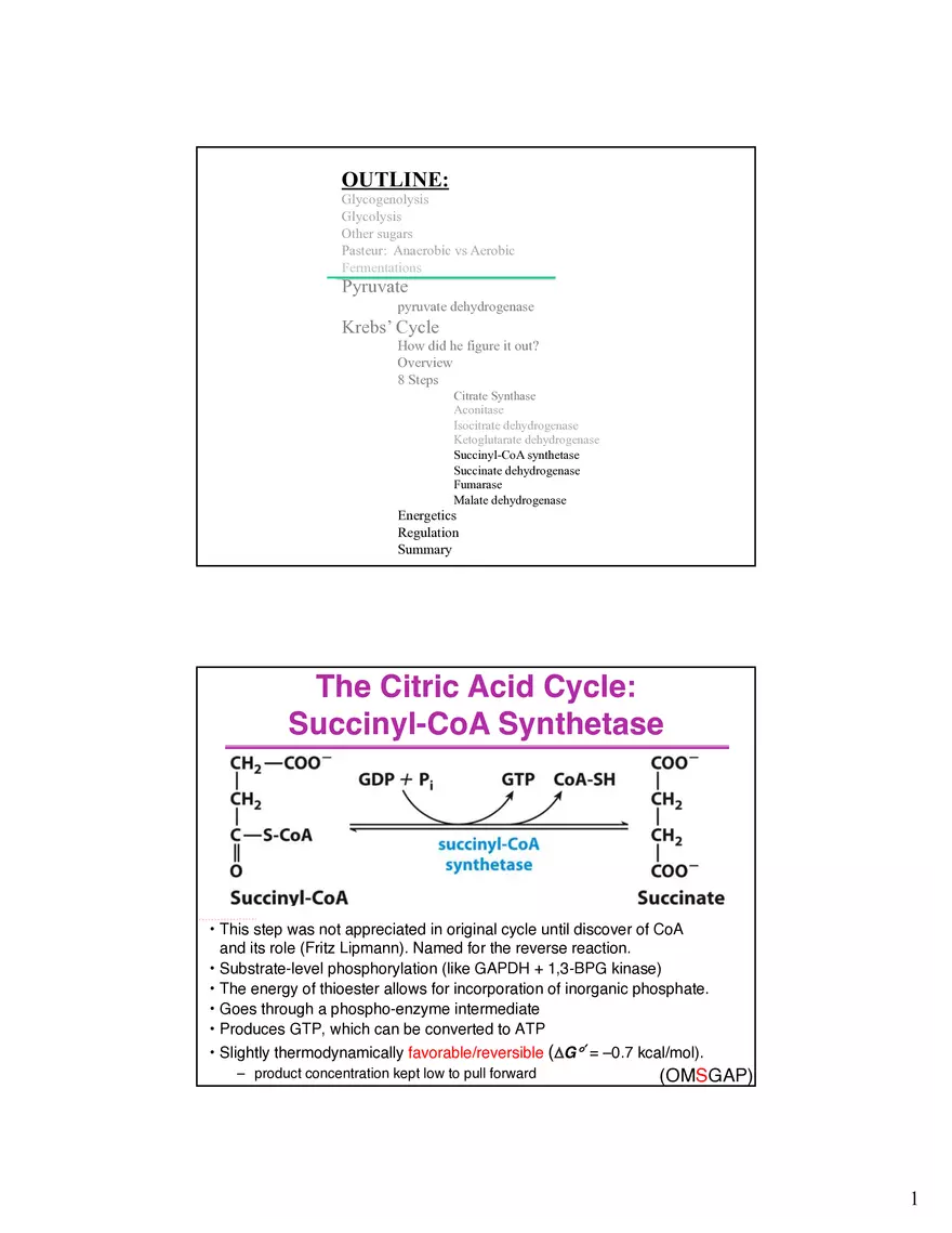 The Citric Acid Cycle Succinyl-CoA Synthetase - Page 1