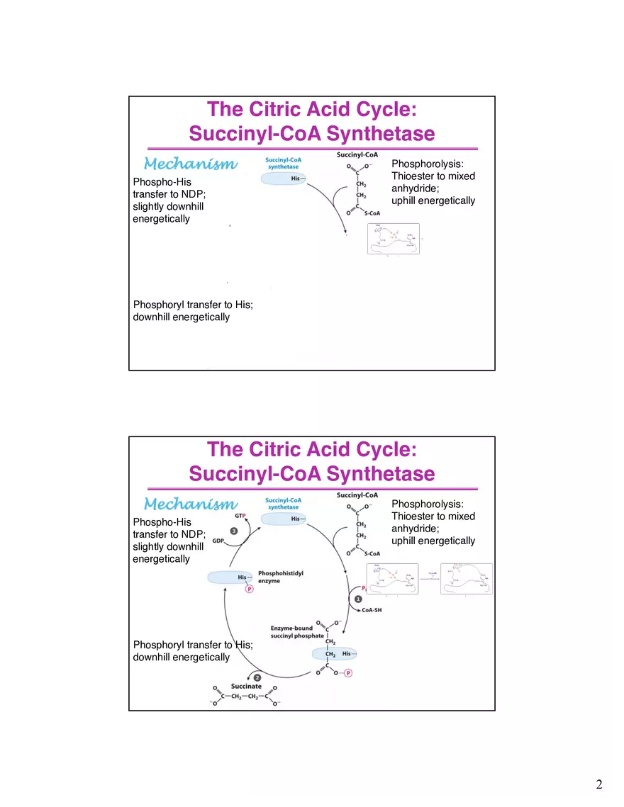 The Citric Acid Cycle Succinyl-CoA Synthetase - Page 2