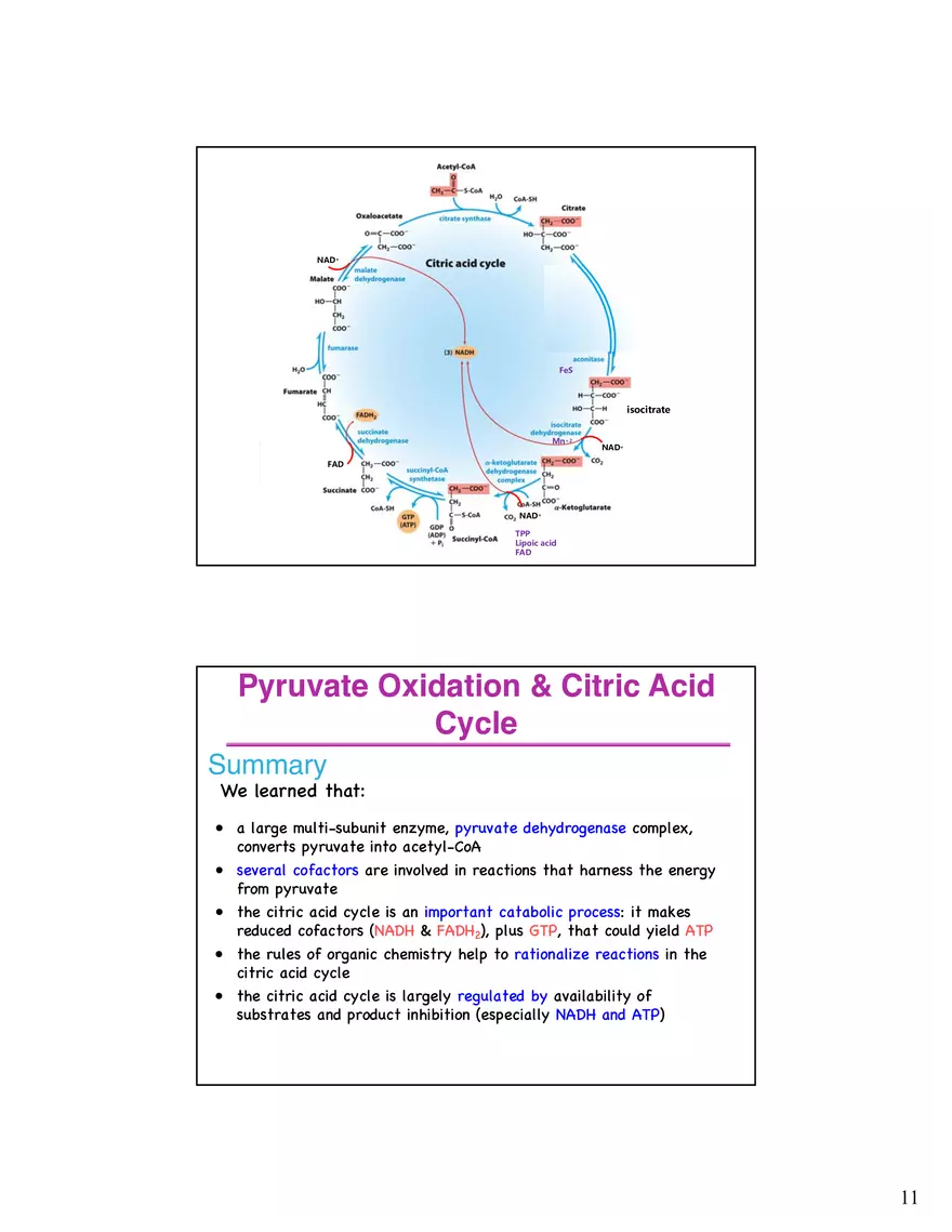 The Citric Acid Cycle Succinyl-CoA Synthetase - Page 3