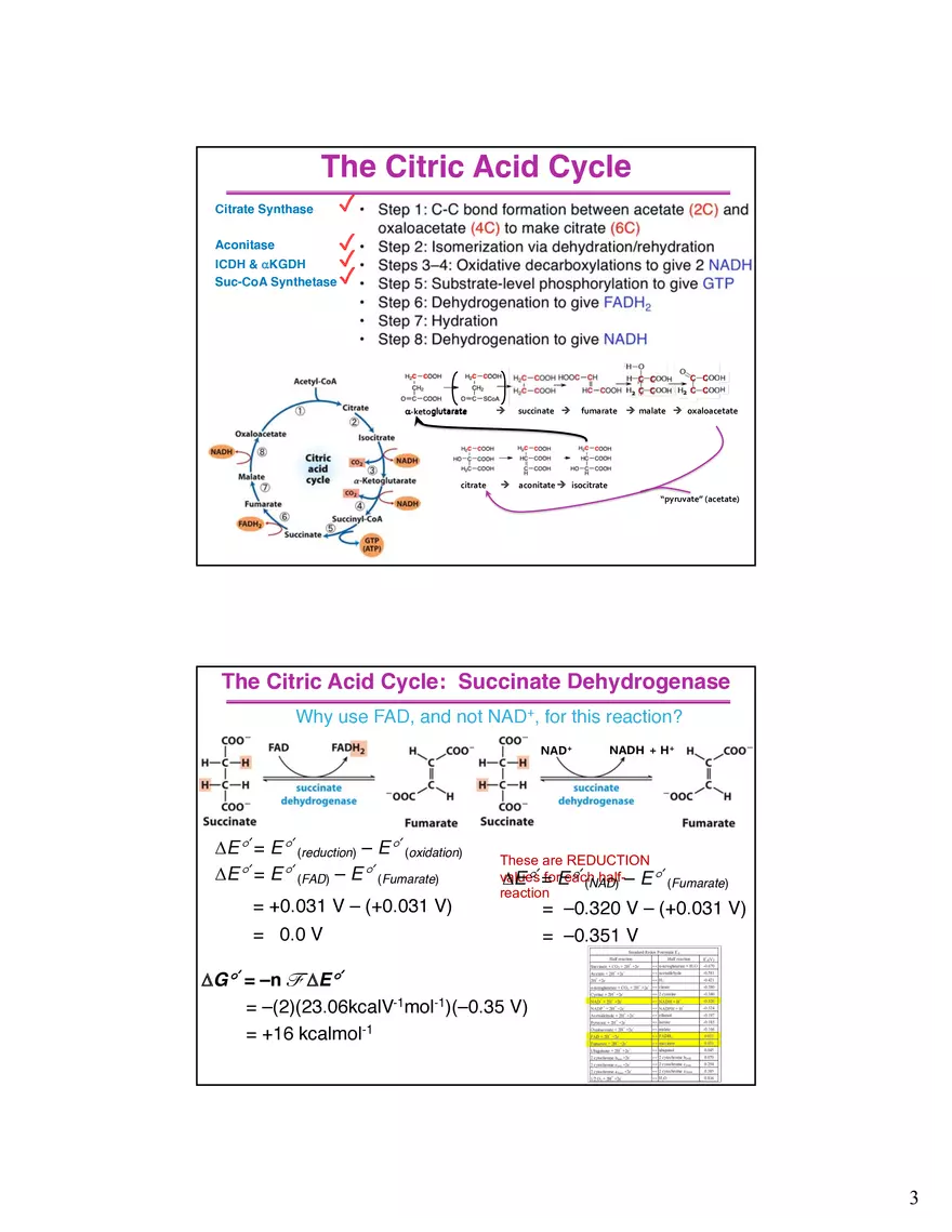 The Citric Acid Cycle Succinyl-CoA Synthetase - Page 4