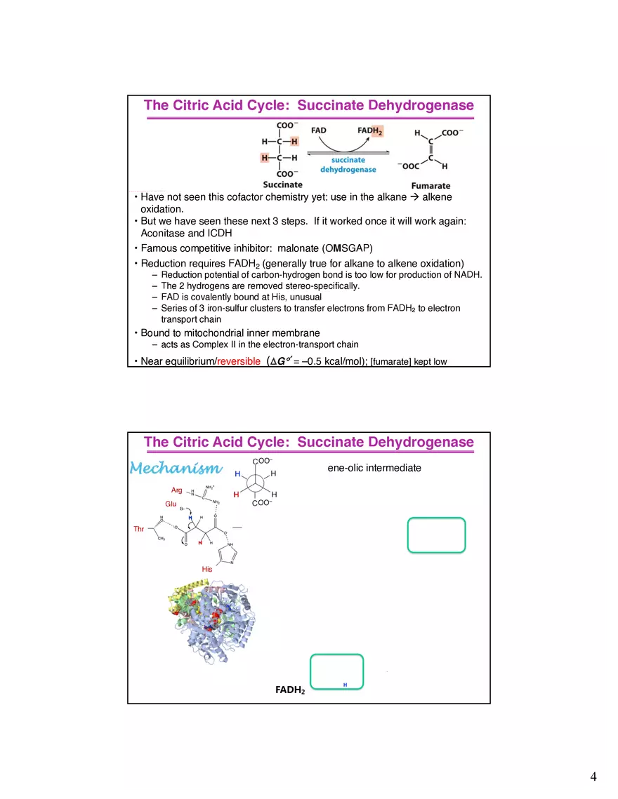 The Citric Acid Cycle Succinyl-CoA Synthetase - Page 5