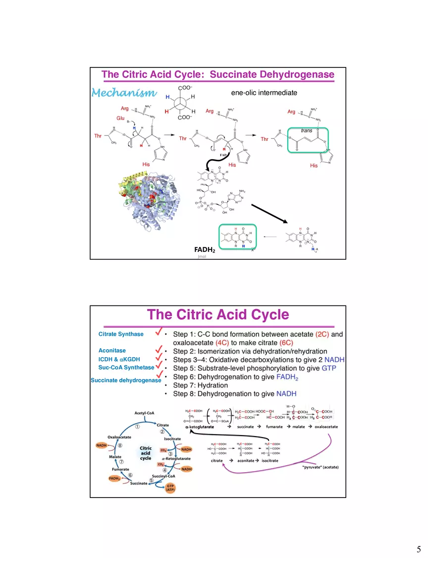 The Citric Acid Cycle Succinyl-CoA Synthetase - Page 6