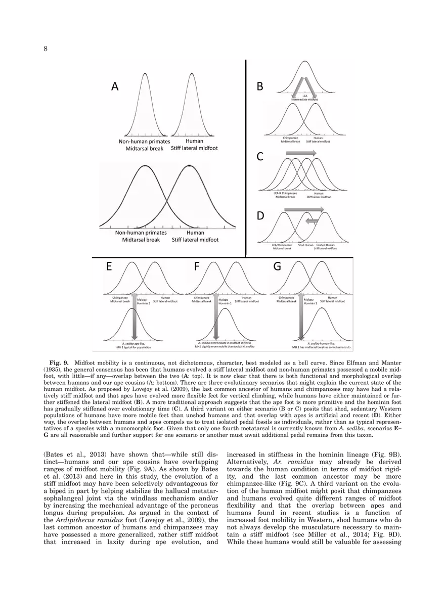 Midtarsal Break Variation in Modern Humans - Page 8