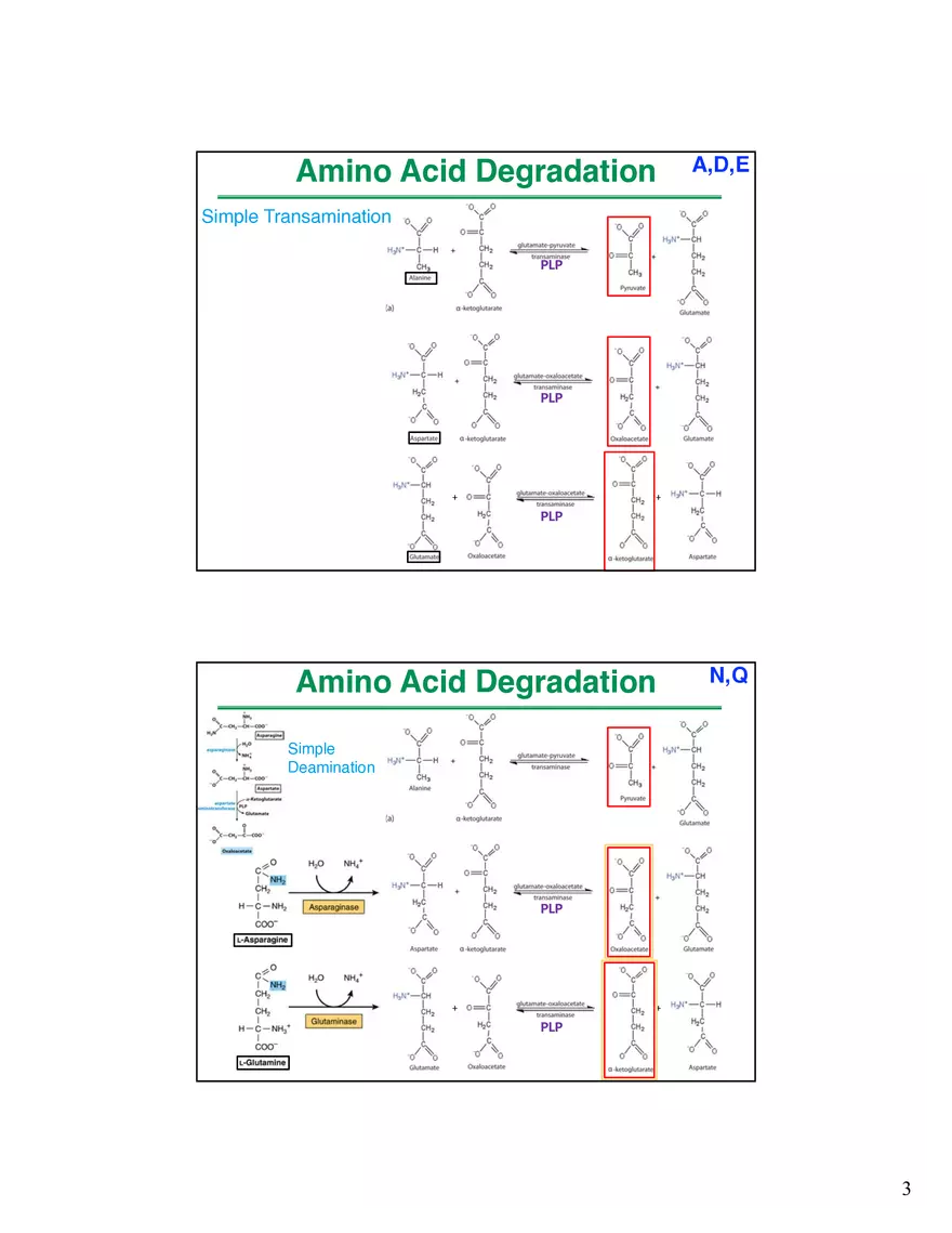 Amino Acids Intermediates of the Central Metabolic Pathway - Page 8