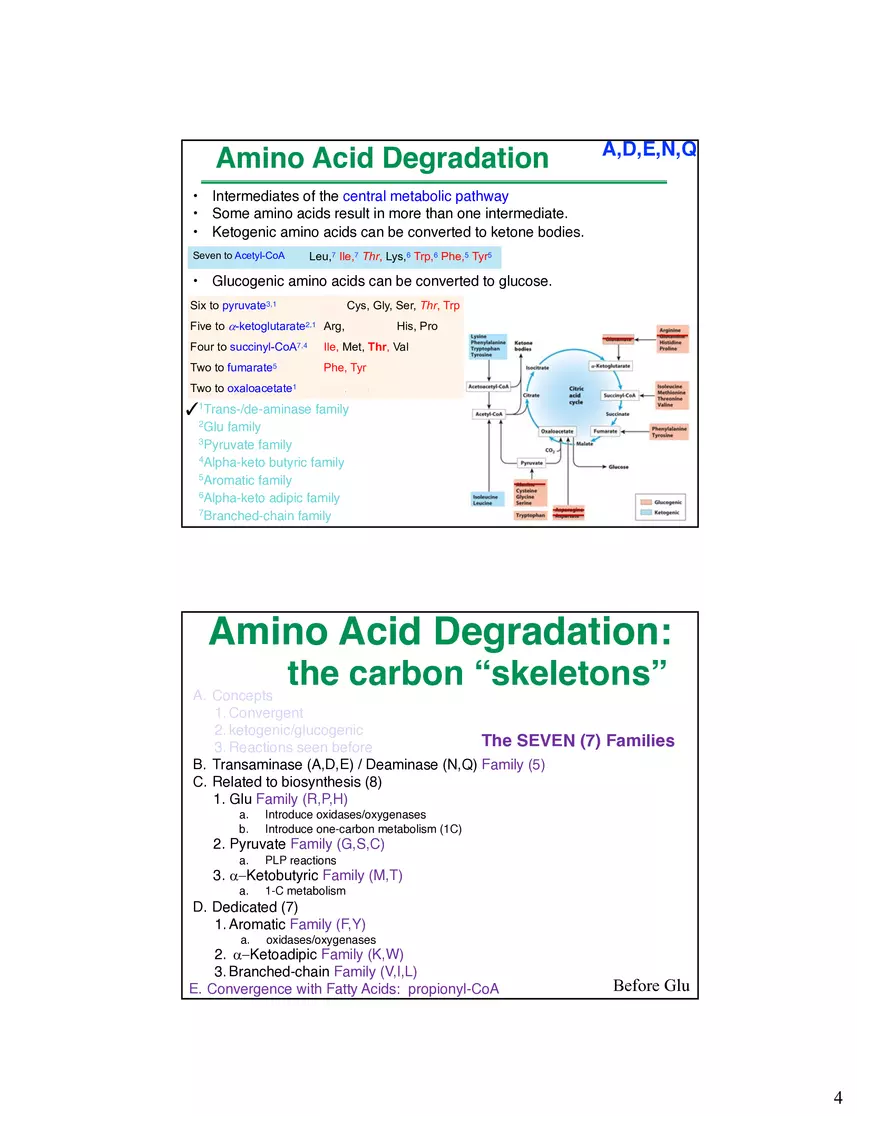 Amino Acids Intermediates of the Central Metabolic Pathway - Page 9