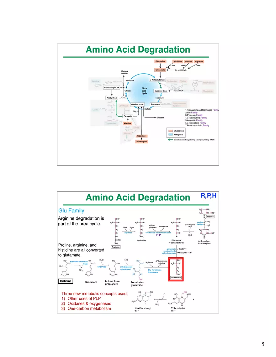 Amino Acids Intermediates of the Central Metabolic Pathway - Page 10