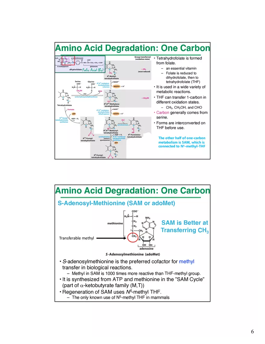Amino Acids Intermediates of the Central Metabolic Pathway - Page 11