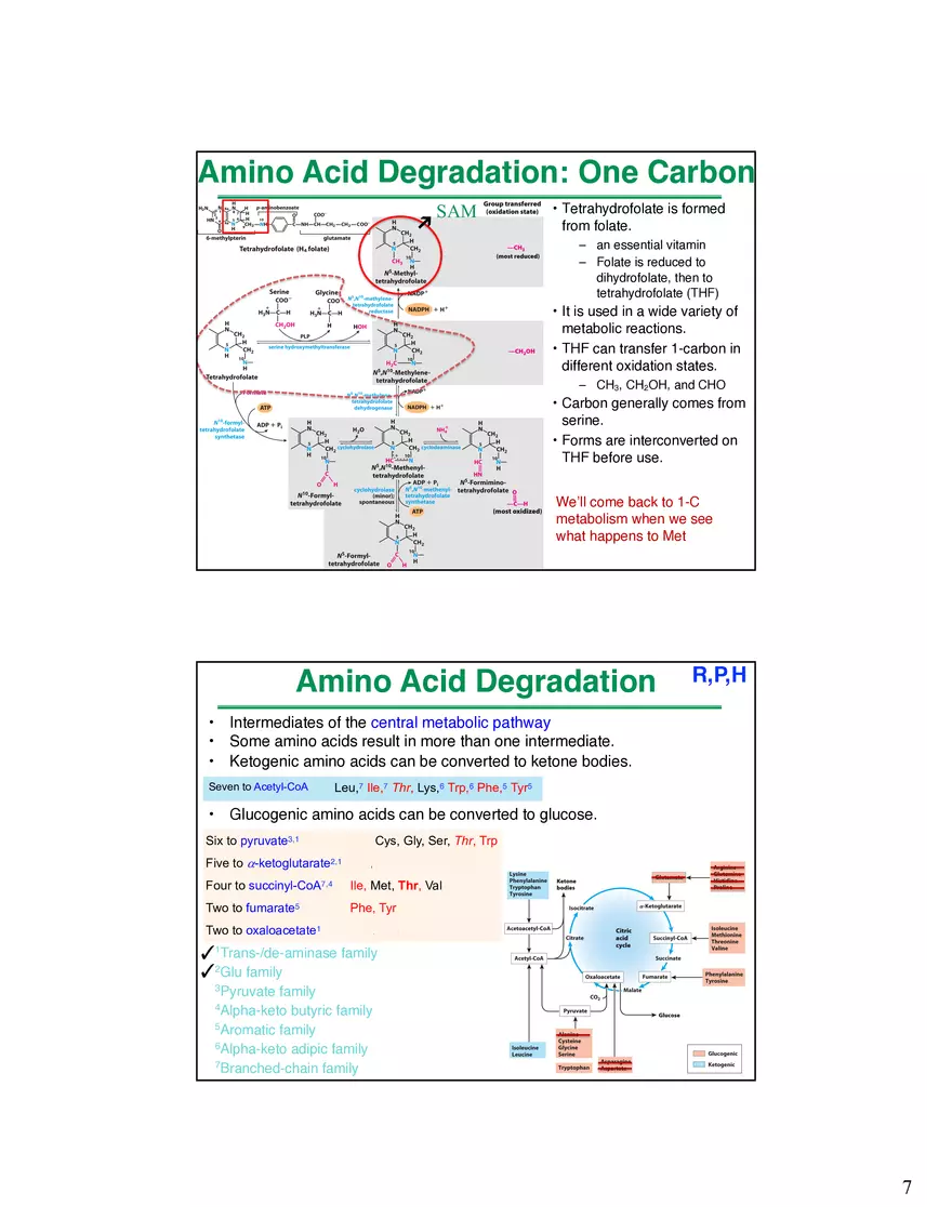 Amino Acids Intermediates of the Central Metabolic Pathway - Page 12