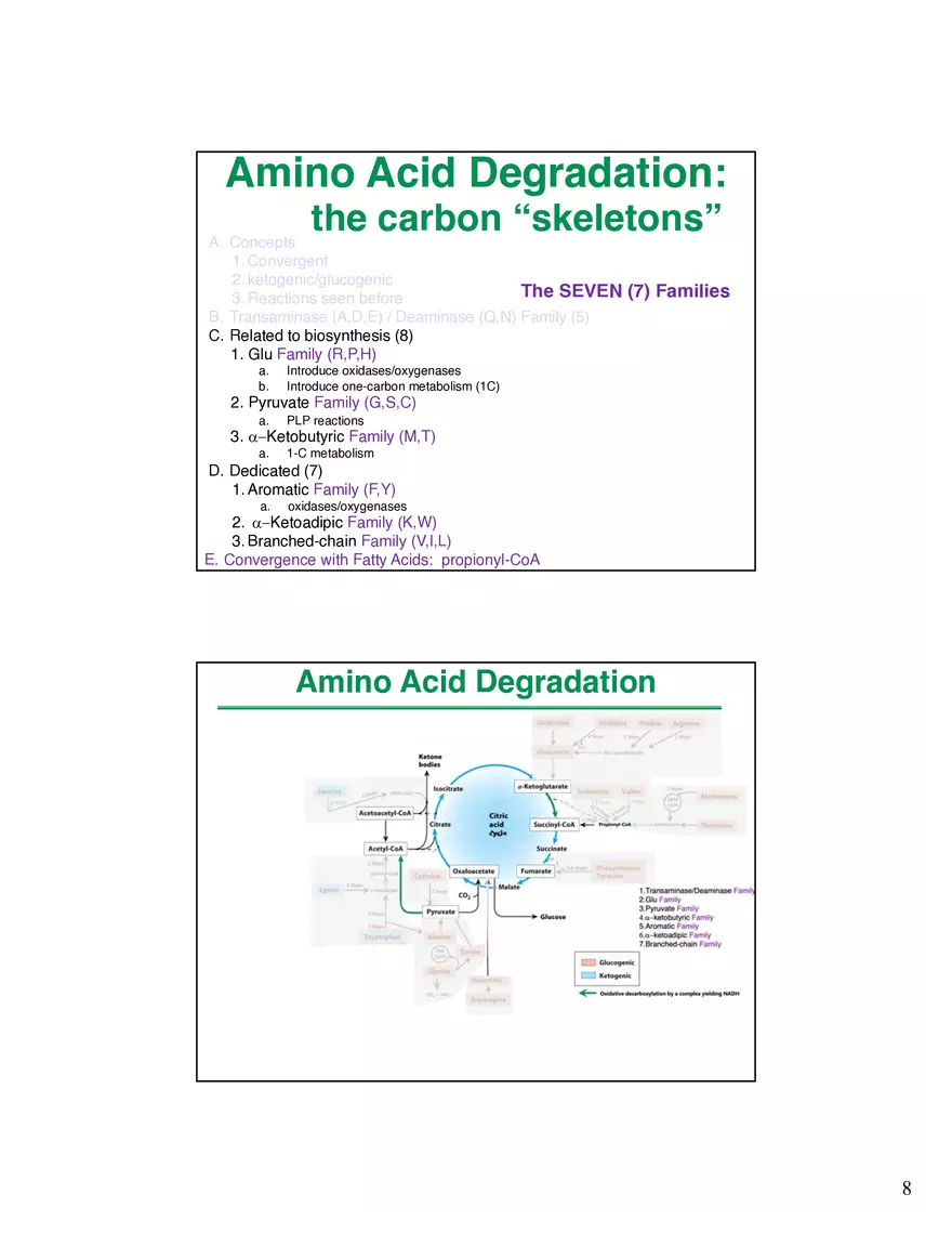 Amino Acids Intermediates of the Central Metabolic Pathway - Page 13