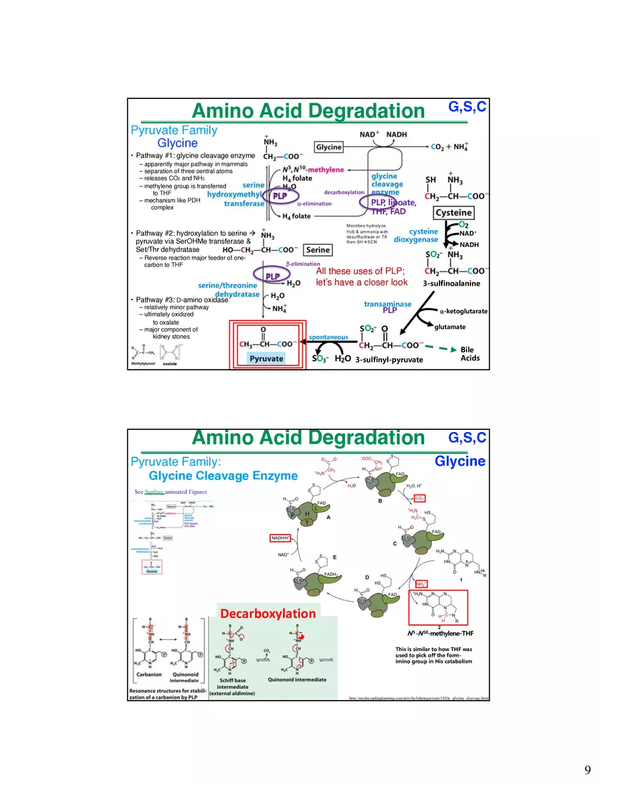 Amino Acids Intermediates of the Central Metabolic Pathway - Page 14