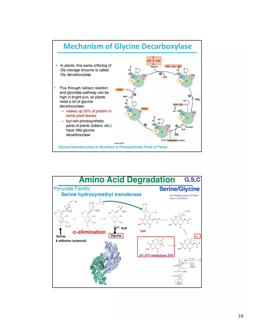 Amino Acids Intermediates of the Central Metabolic Pathway - Page 15