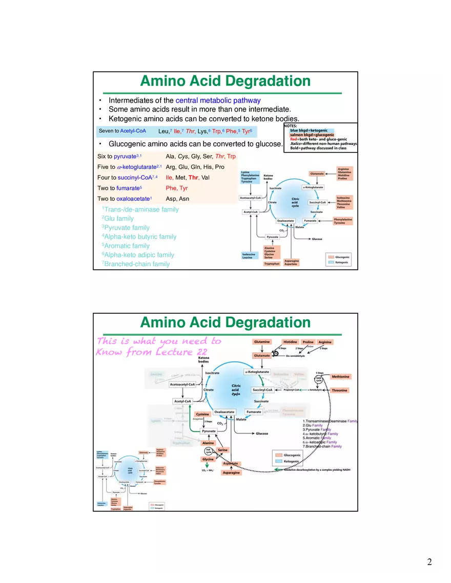 Amino Acids Intermediates of the Central Metabolic Pathway - Page 2