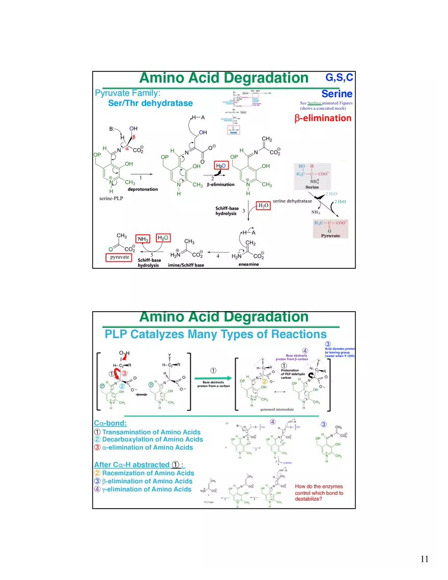 Amino Acids Intermediates of the Central Metabolic Pathway - Page 3