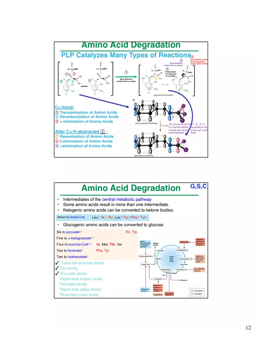 Amino Acids Intermediates of the Central Metabolic Pathway - Page 4
