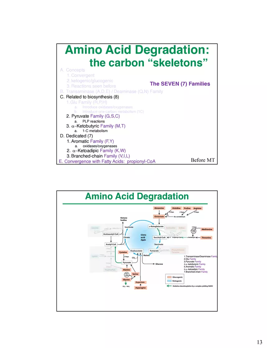 Amino Acids Intermediates of the Central Metabolic Pathway - Page 5
