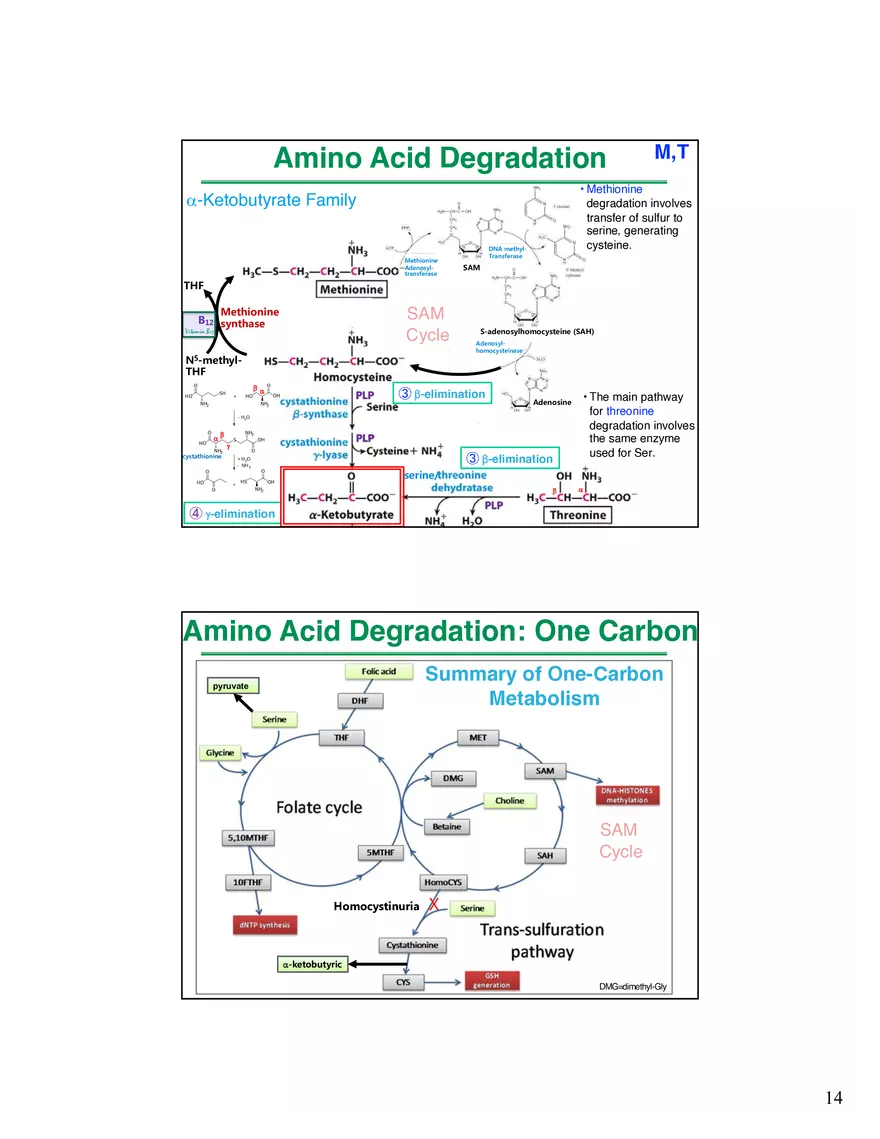 Amino Acids Intermediates of the Central Metabolic Pathway - Page 6