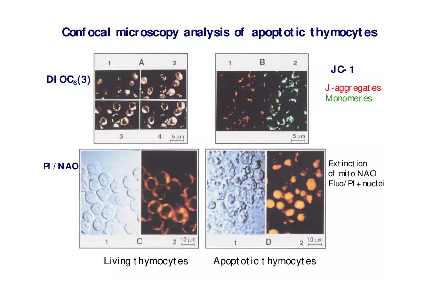 Analysis of Apoptosis by Flow-cytometry - Page 7