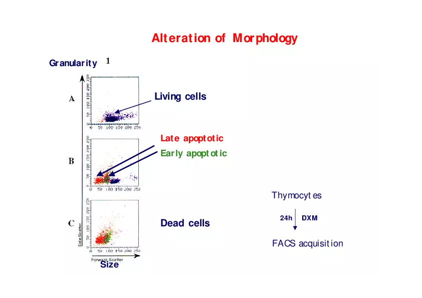 Analysis of Apoptosis by Flow-cytometry - Page 9