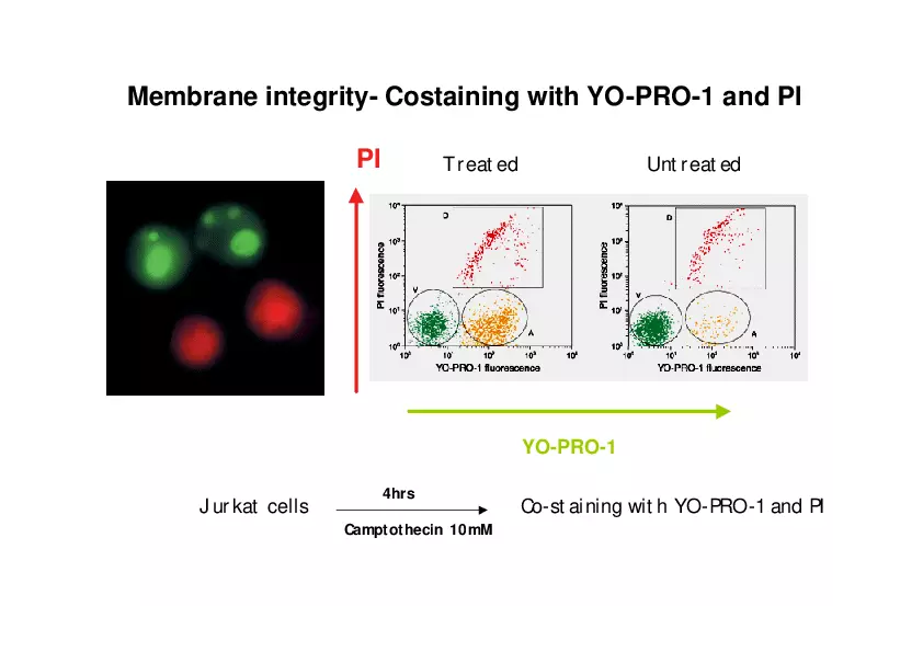 Analysis of Apoptosis by Flow-cytometry - Page 11