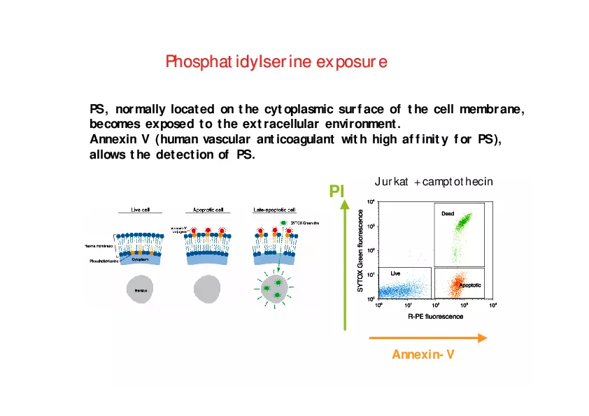 Analysis of Apoptosis by Flow-cytometry - Page 12