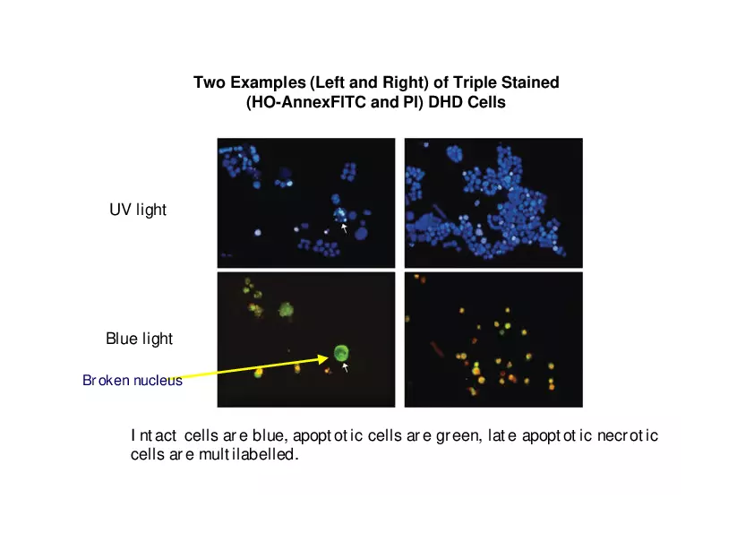 Analysis of Apoptosis by Flow-cytometry - Page 13