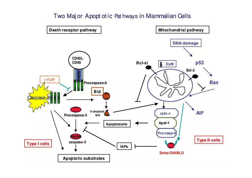 Analysis of Apoptosis by Flow-cytometry - Page 14