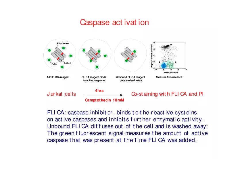 Analysis of Apoptosis by Flow-cytometry - Page 15