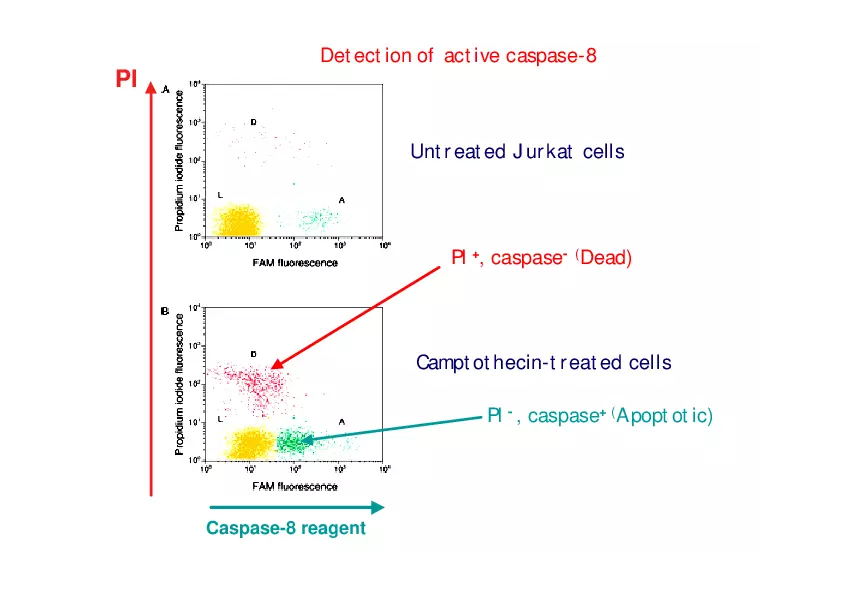 Analysis of Apoptosis by Flow-cytometry - Page 16