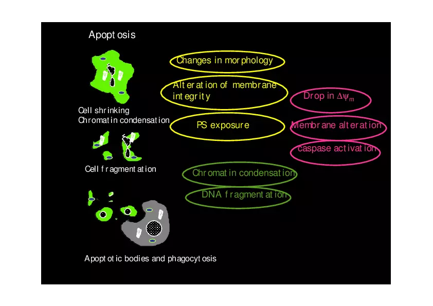 Analysis of Apoptosis by Flow-cytometry - Page 2