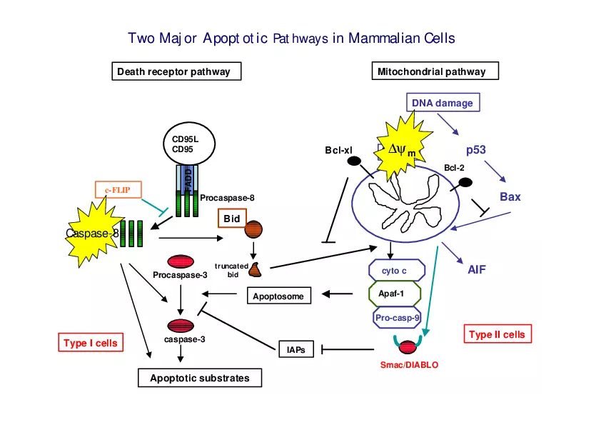 Analysis of Apoptosis by Flow-cytometry - Page 3
