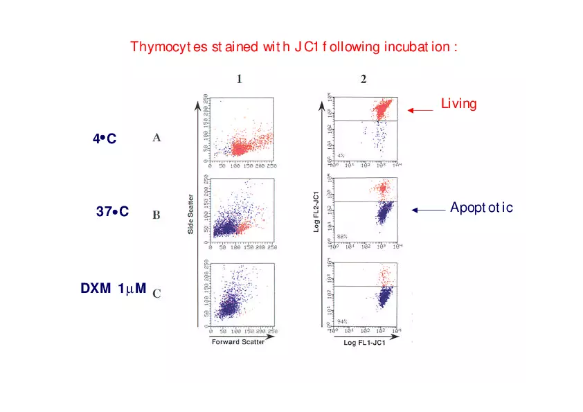 Analysis of Apoptosis by Flow-cytometry - Page 5