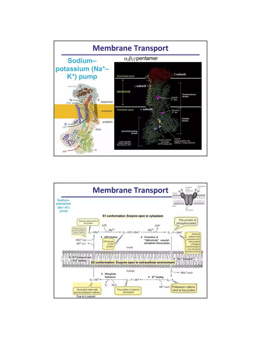 Membrane Active Transport - Page 7