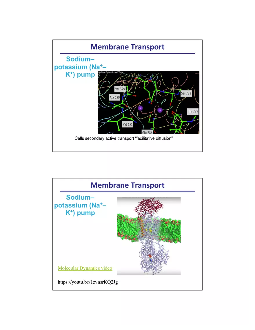 Membrane Active Transport - Page 8