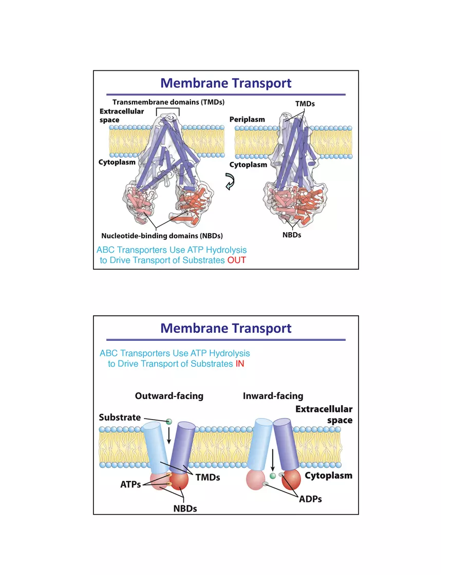 Membrane Active Transport - Page 9