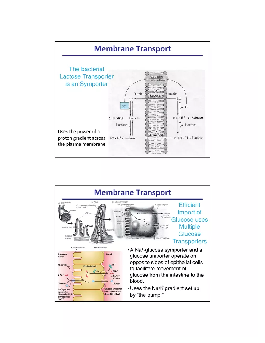 Membrane Active Transport - Page 11