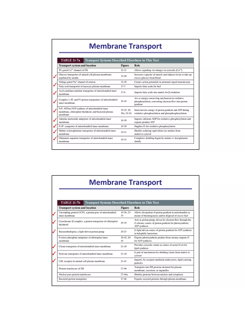 Membrane Active Transport - Page 12