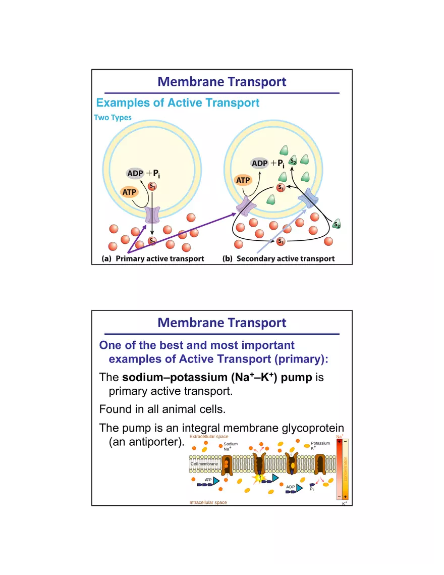Membrane Active Transport - Page 2