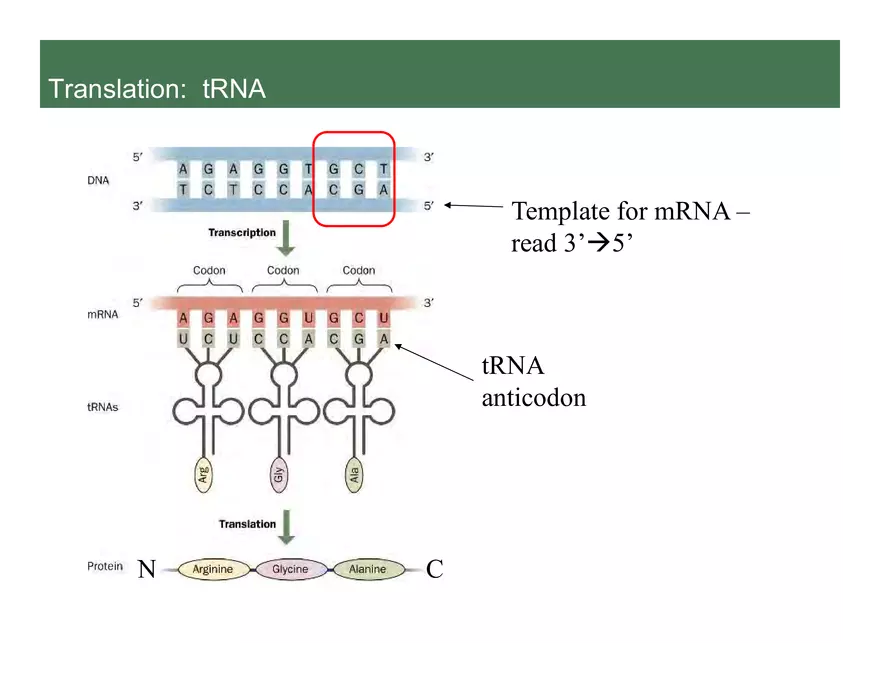 Nucleotide and Nucleic Acid Structure Lecture Note - Transcription - Page 7
