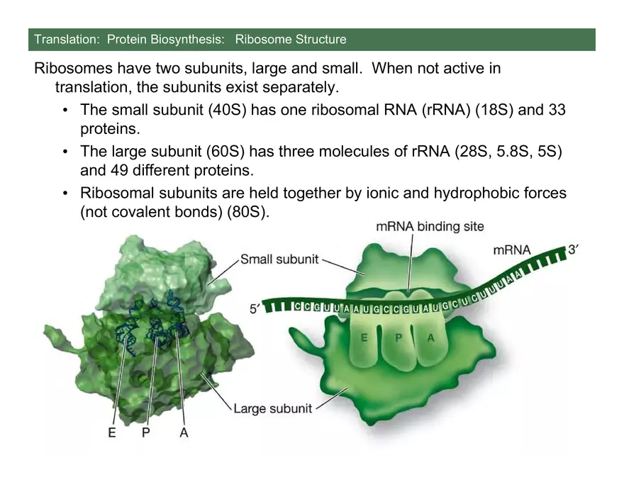 Nucleotide and Nucleic Acid Structure Lecture Note - Transcription - Page 9
